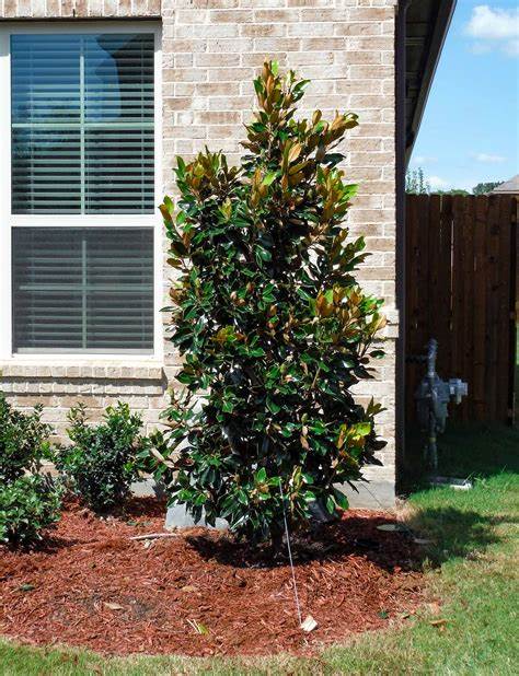 Little Gem Magnolia 45 gallon