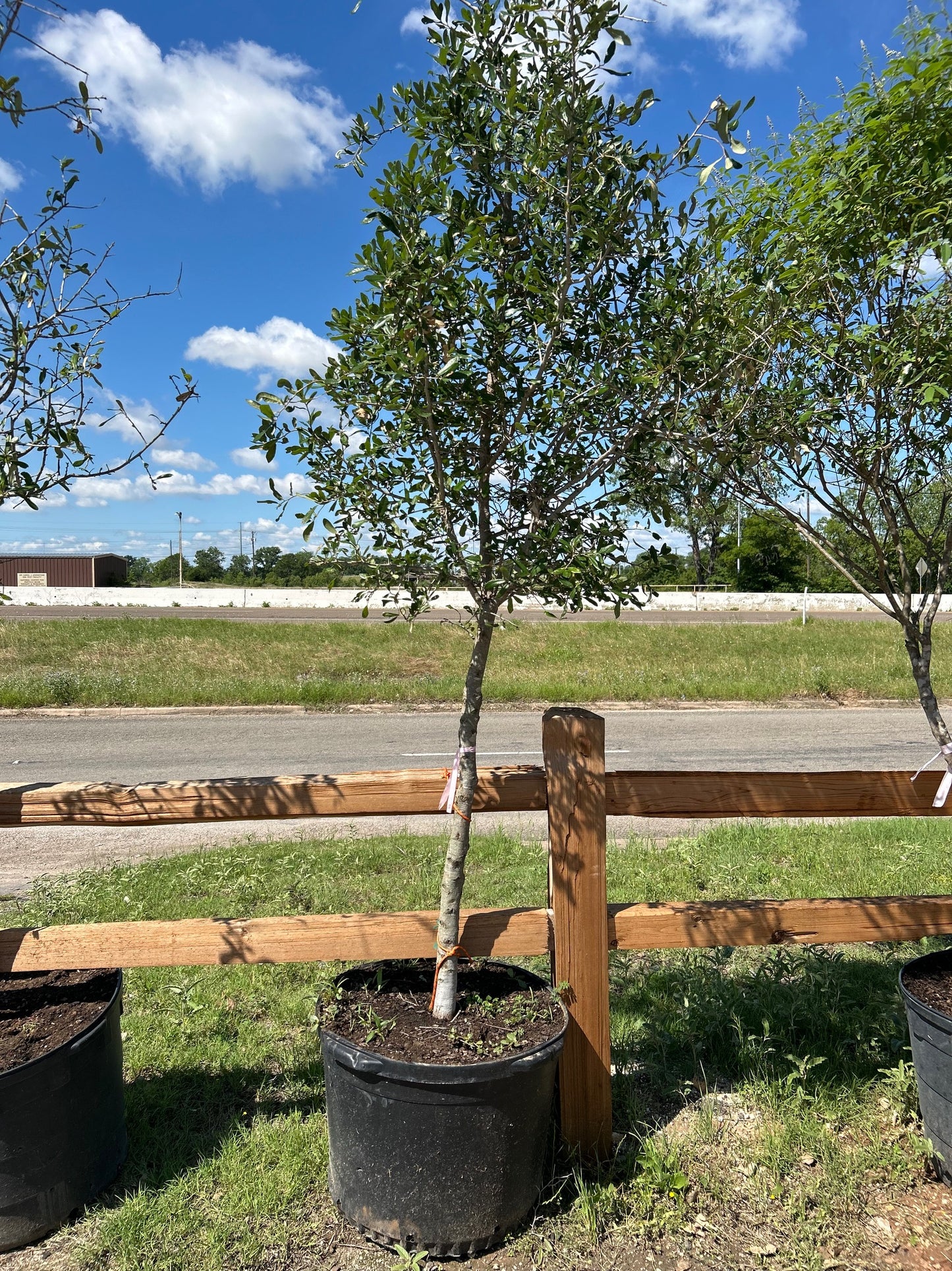 Live Oak 30 gallon Tree