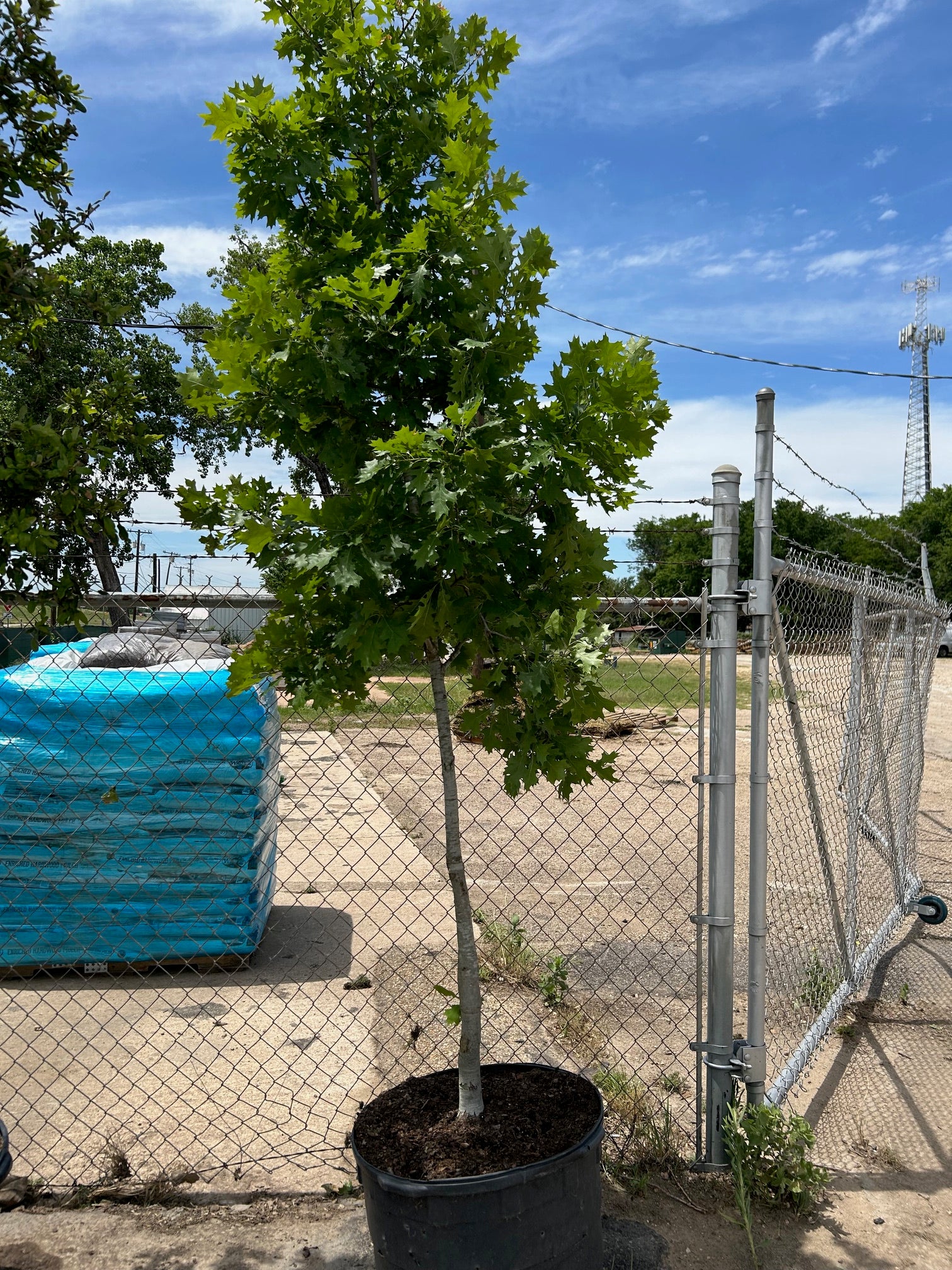 Red Oak Tree 30 gallon