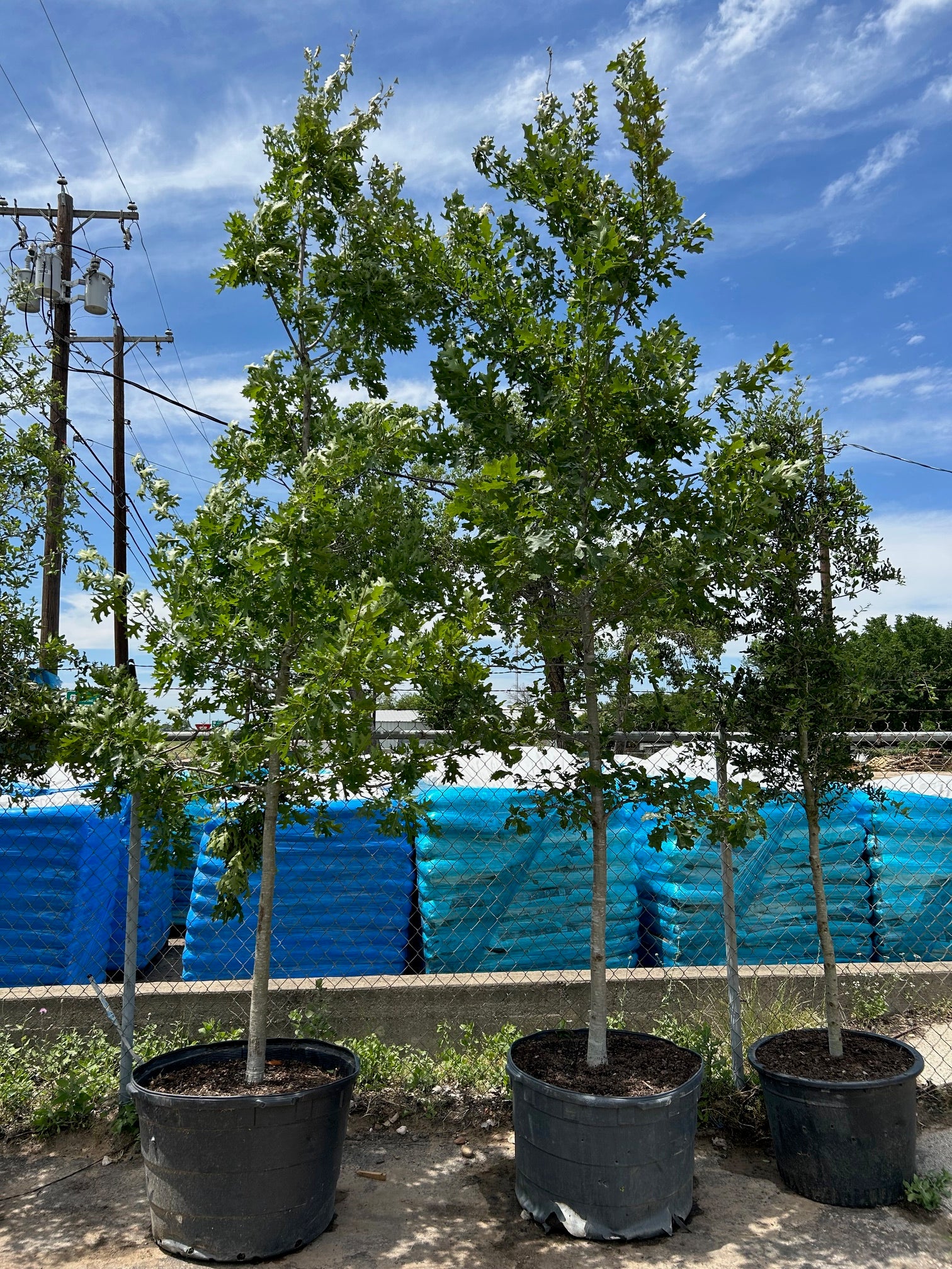 Red Oak Tree 45 gallon