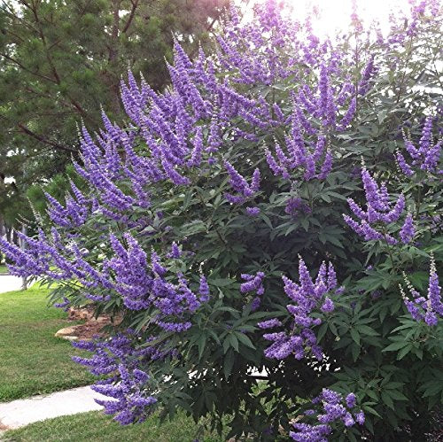 Vitex Tree 30 gallon