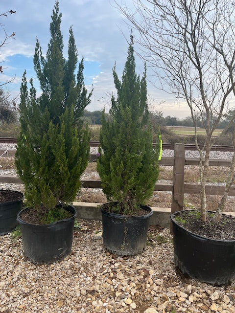 35 GALLON JUNIPER TREE