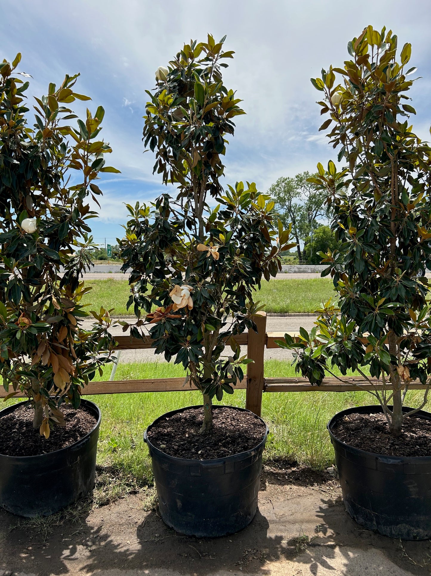 Little Gem Magnolia 45 gallon Tree