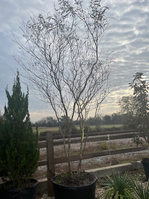 45 GALLON VITEX TREE